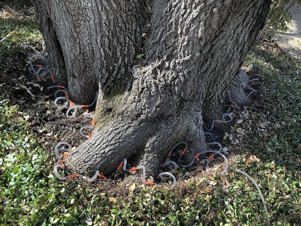Detailed Tree Cabling and Bracing job site in Lake Helen
