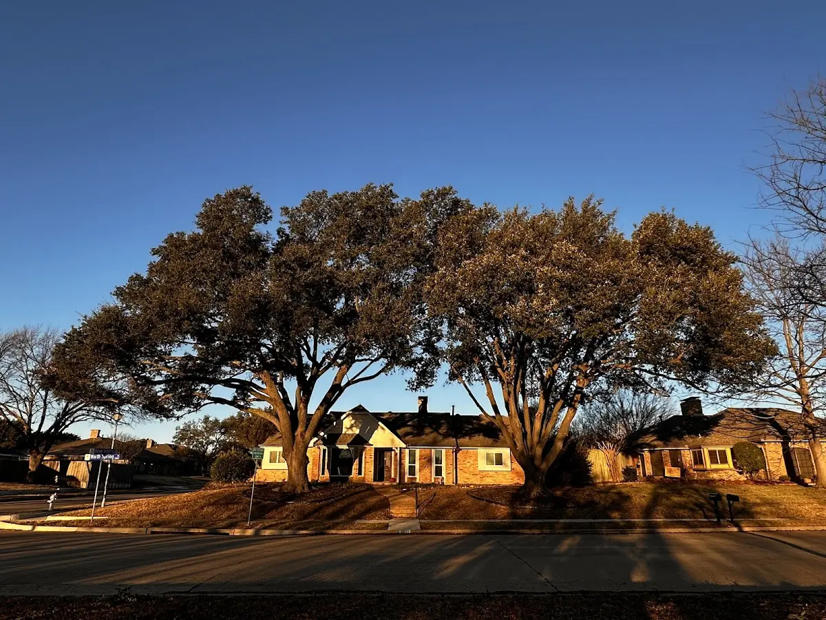 Established residential canopy tree shading a home in Lake Helen